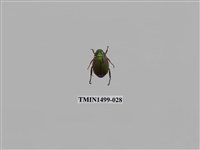 藏品(藍帶條金龜)的圖片